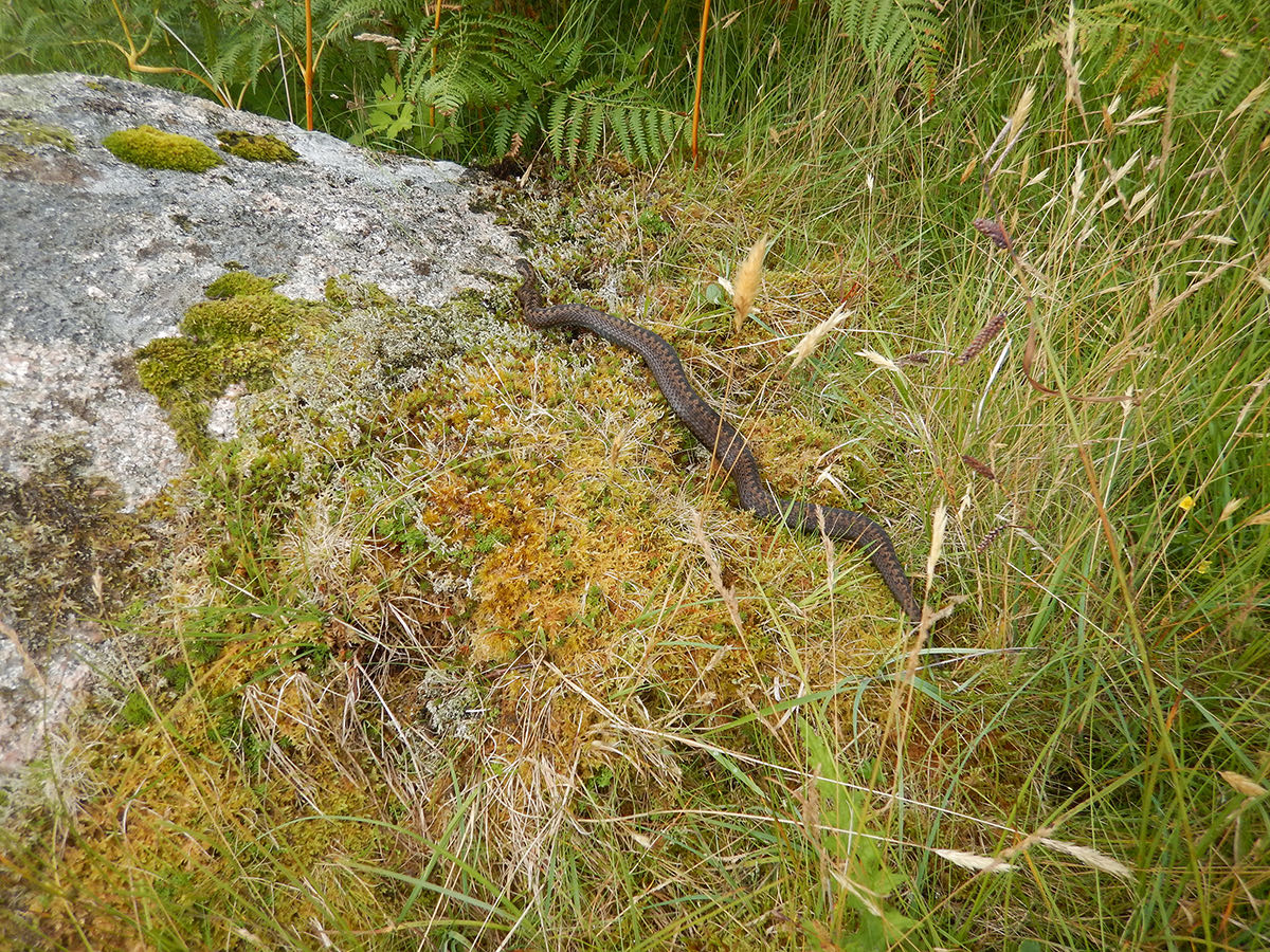 An adder in the grass at Tireragan